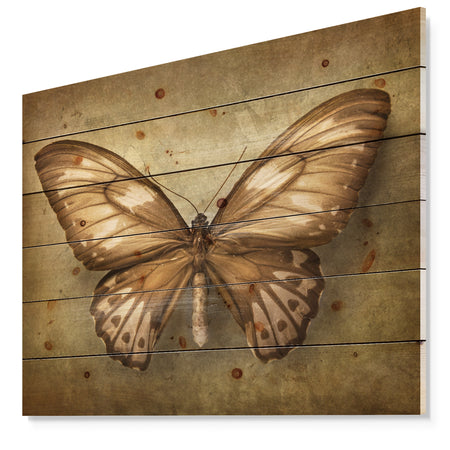 Vintage Butterfly - Vintage Painting Print on Natural Pine Wood
