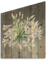 Flower Cleome Splash I - Traditional Floral Print on Natural Pine Wood
