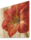 Vivid Red Amaryllis - Floral & Botanical Print on Natural Pine Wood