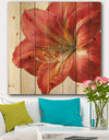 Vivid Red Amaryllis - Floral & Botanical Print on Natural Pine Wood