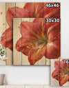 Vivid Red Amaryllis - Floral & Botanical Print on Natural Pine Wood