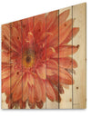 Vivid Red Daisy - Floral & Botanical Print on Natural Pine Wood