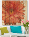 Vivid Red Daisy - Floral & Botanical Print on Natural Pine Wood