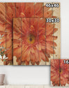 Vivid Red Daisy - Floral & Botanical Print on Natural Pine Wood