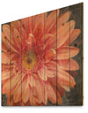 Vivid Orange Daisy II - Shabby Chic Print on Natural Pine Wood
