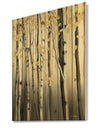 Golden Birch Forest IV - Cabin & Lodge Print on Natural Pine Wood