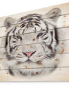 White Bengal Tiger - Animal Art Print on Natural Pine Wood