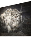 White Tiger - Animal Photography Print on Natural Pine Wood