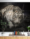 White Tiger - Animal Photography Print on Natural Pine Wood