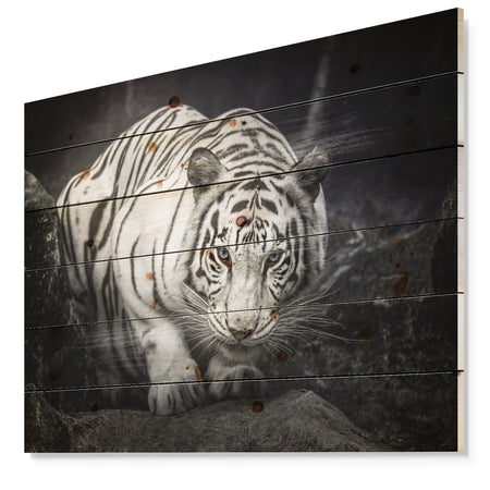 White Tiger - Animal Photography Print on Natural Pine Wood