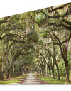 Live Oak Tunnel - Photography Print on Natural Pine Wood