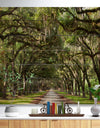 Live Oak Tunnel - Photography Print on Natural Pine Wood