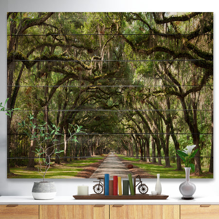Live Oak Tunnel - Photography Print on Natural Pine Wood