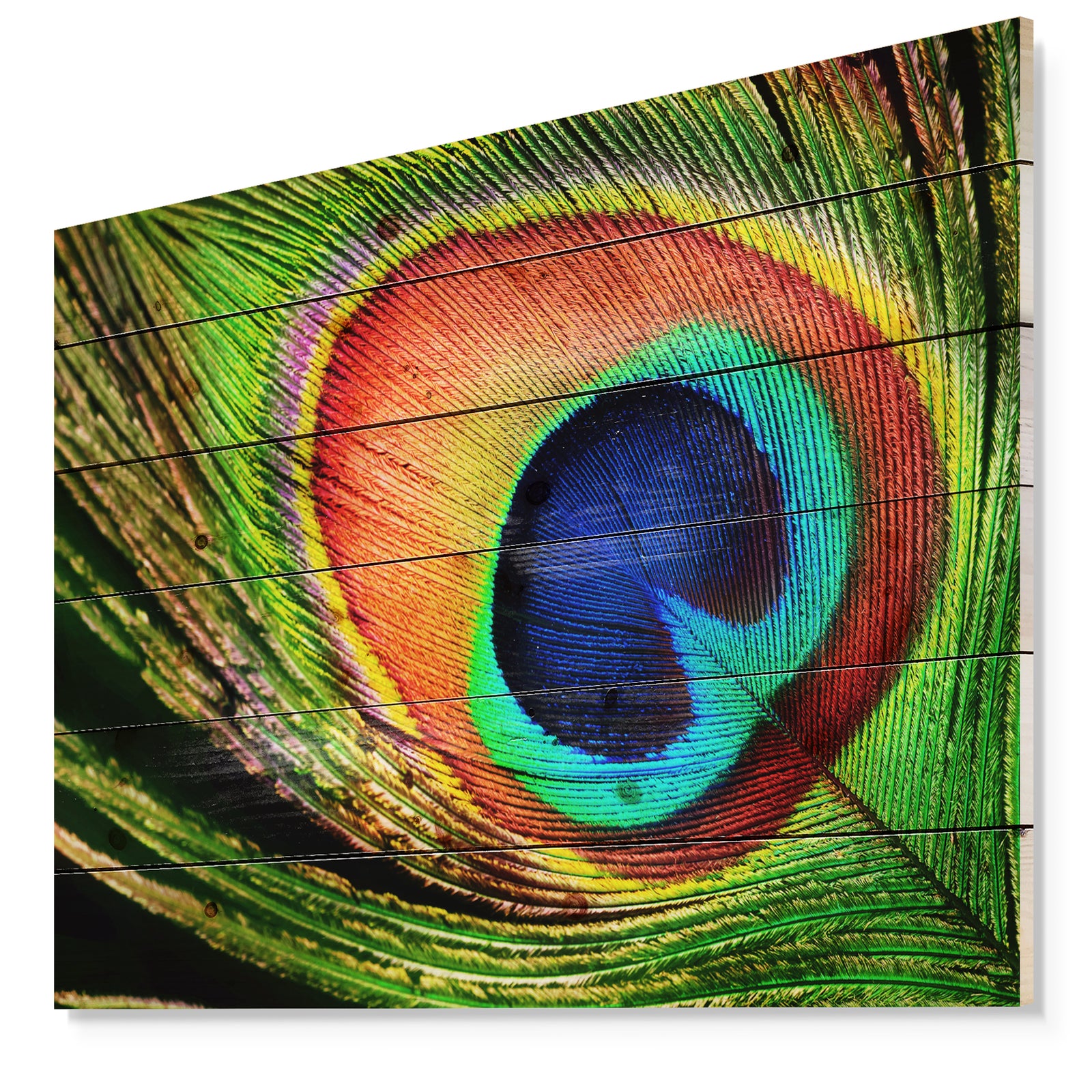 Peacock Feather - Photography Print on Natural Pine Wood
